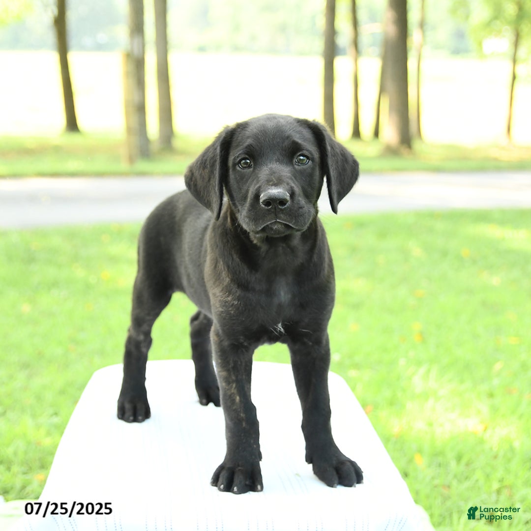 Cane Corso dogs for sale: Maple - Image 5