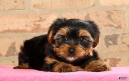 Yorkshire Terrier dogs for sale: Cody - Image 6