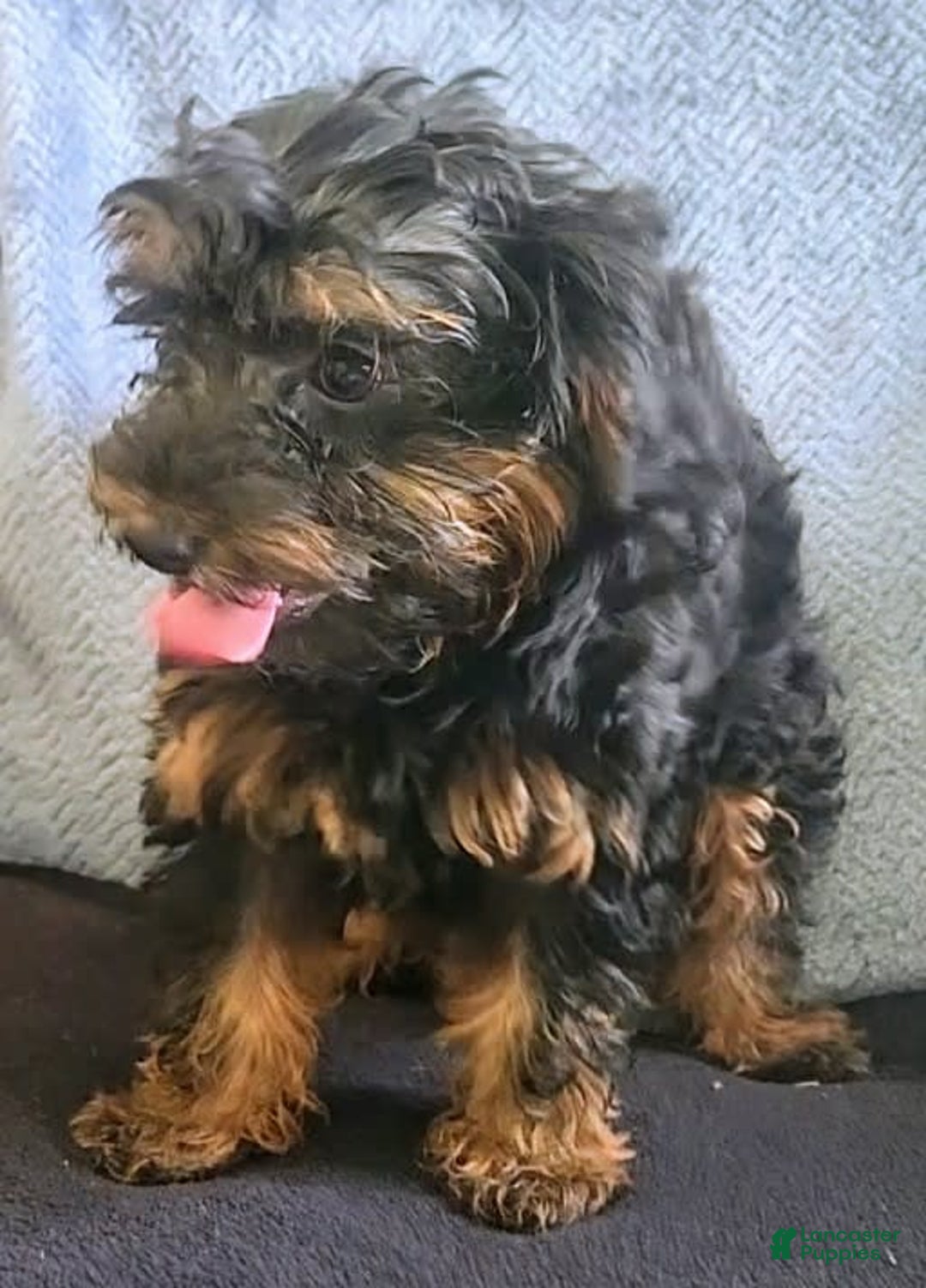 Yorkiepoo dogs for sale: Brownie - Image 5
