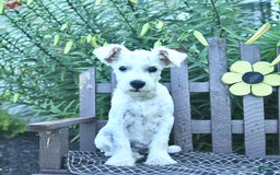 Miniature Schnauzer dogs for sale: Perley - Image 2