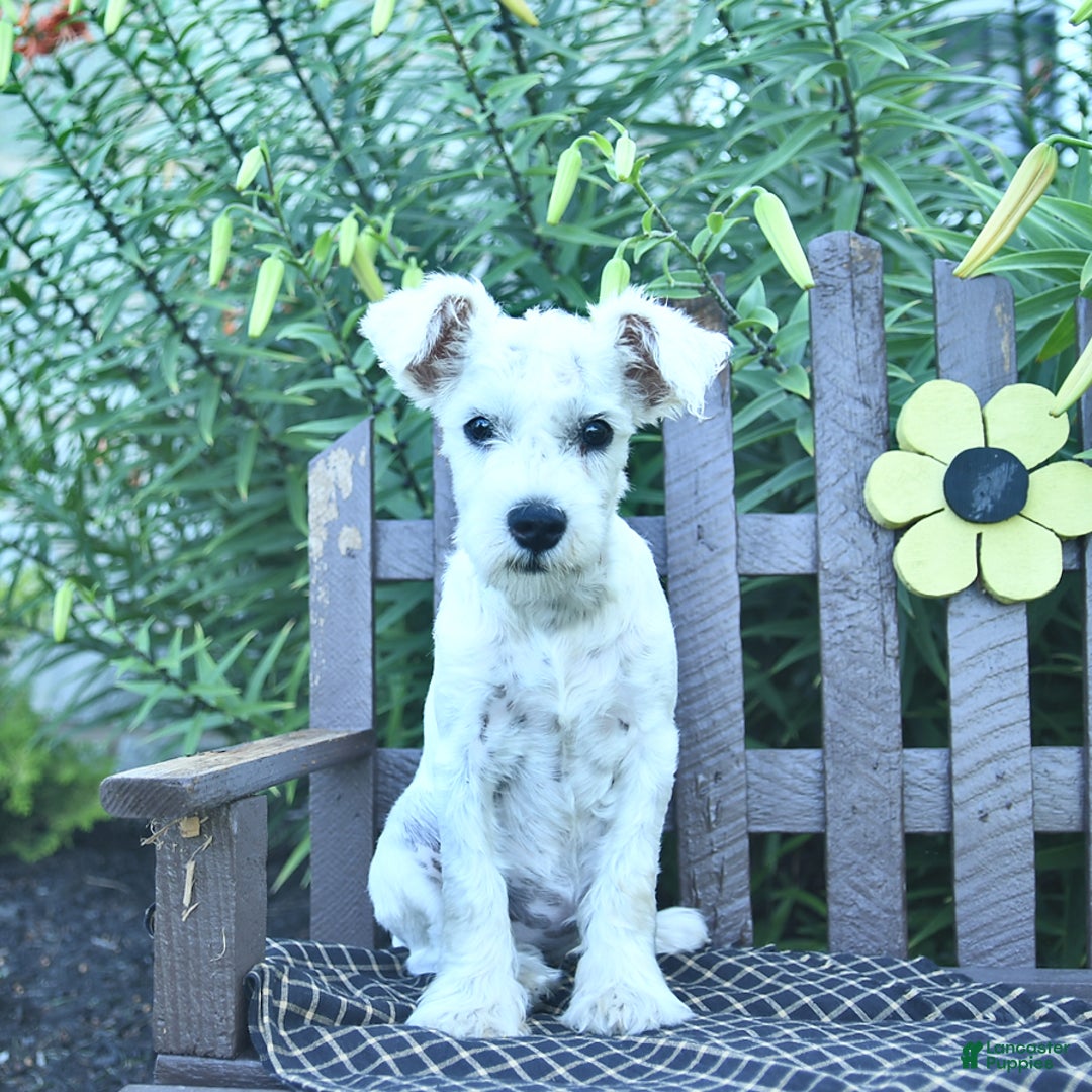 Miniature Schnauzer dogs for sale: Perley - Image 2