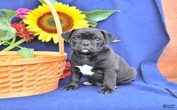 Pug dogs for sale: Champ - Image 2