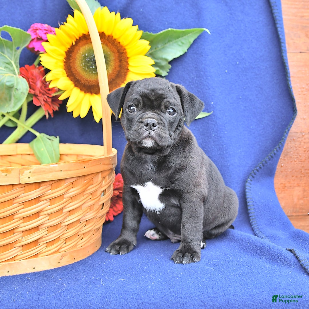 Pug dogs for sale: Champ - Image 2
