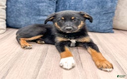 Miniature Australian Shepherd dogs for sale: Miniature Australian Shepherd 3 puppies - Image 7