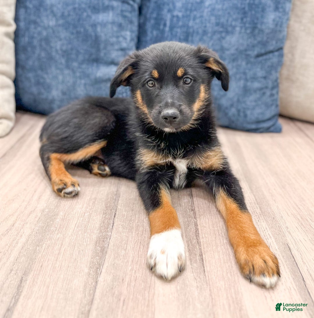 Miniature Australian Shepherd dogs for sale: Miniature Australian Shepherd 3 puppies - Image 7