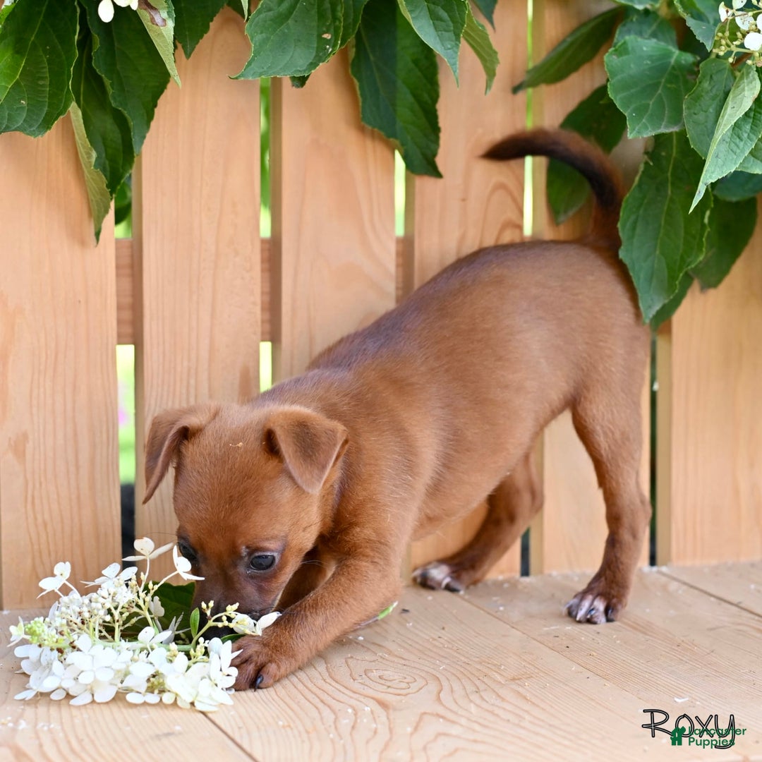 Jackapoo dogs for sale: Roxy - Image 3
