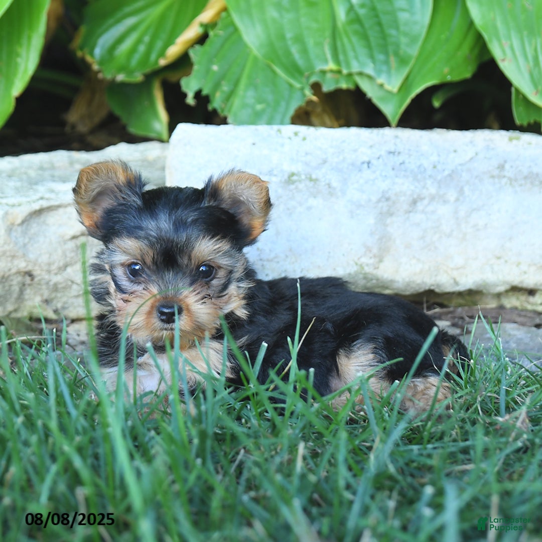 Yorkshire Terrier dogs for sale: Trixie - Image 4