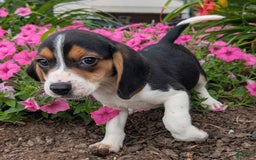 Beagle dogs for sale: Pistacio - Image 4