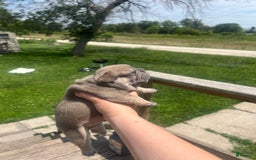 French Bulldog dogs for sale: Simba - Image 6