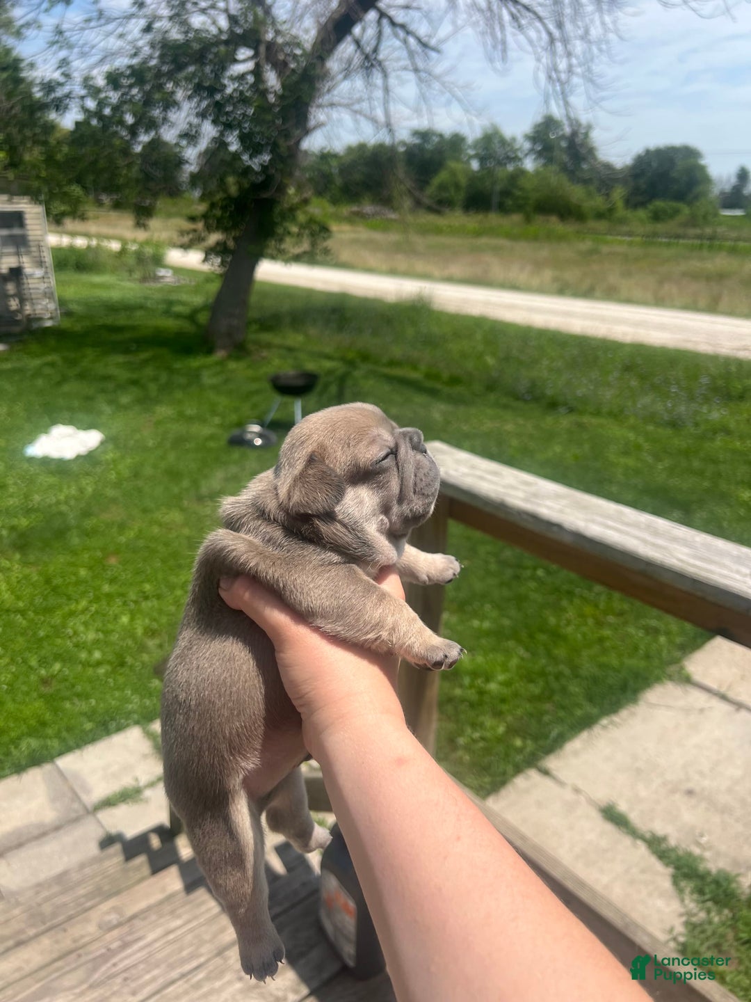 French Bulldog dogs for sale: Simba - Image 6