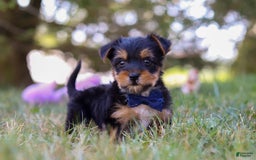 Yorkshire Terrier dogs for sale: Cooper - Image 4
