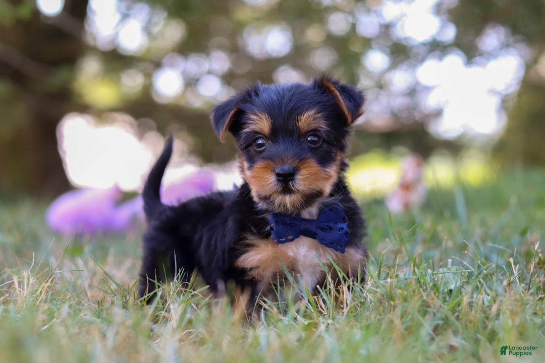 Yorkshire Terrier dogs for sale: Cooper - Image 4