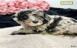Mini Goldendoodle dogs for sale: Micro Knox - Image 2
