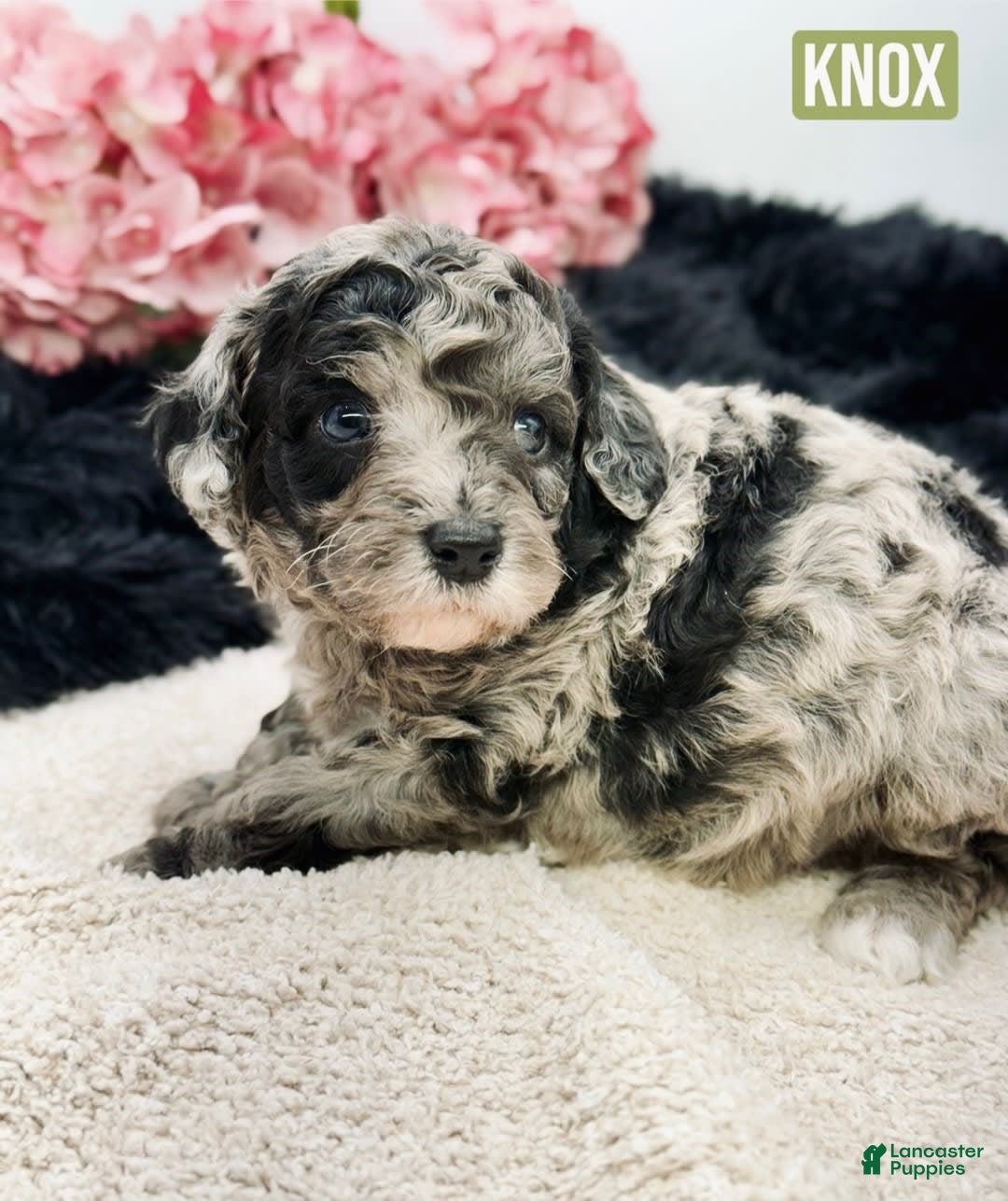 Mini Goldendoodle dogs for sale: Micro Knox - Image 2