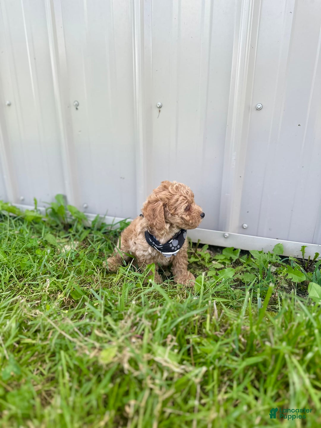 Bichpoo dogs for sale: Noah - Image 2