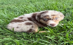 Australian Shepherd dogs for sale: L-black - Image 9
