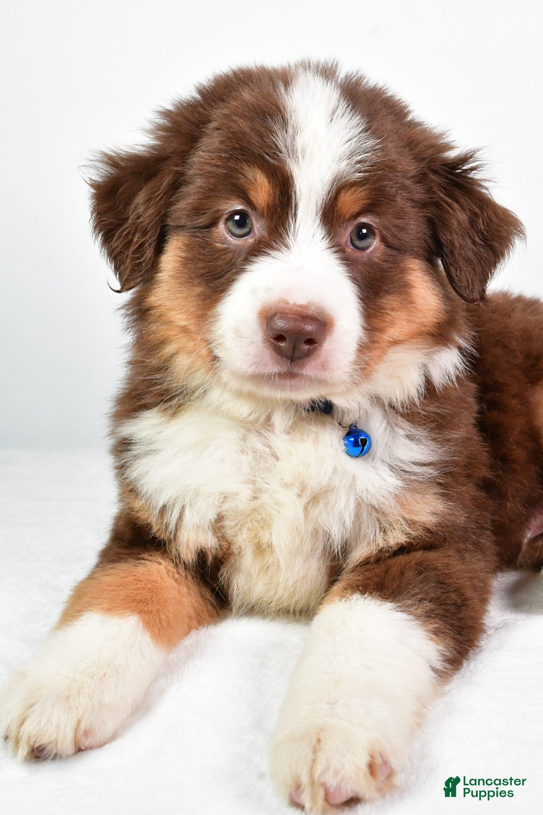 Australian Shepherd dogs for sale: Stormy - Image 5