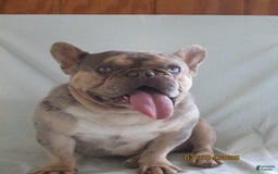 French Bulldog dogs for sale: IK9 Asher - Image 4