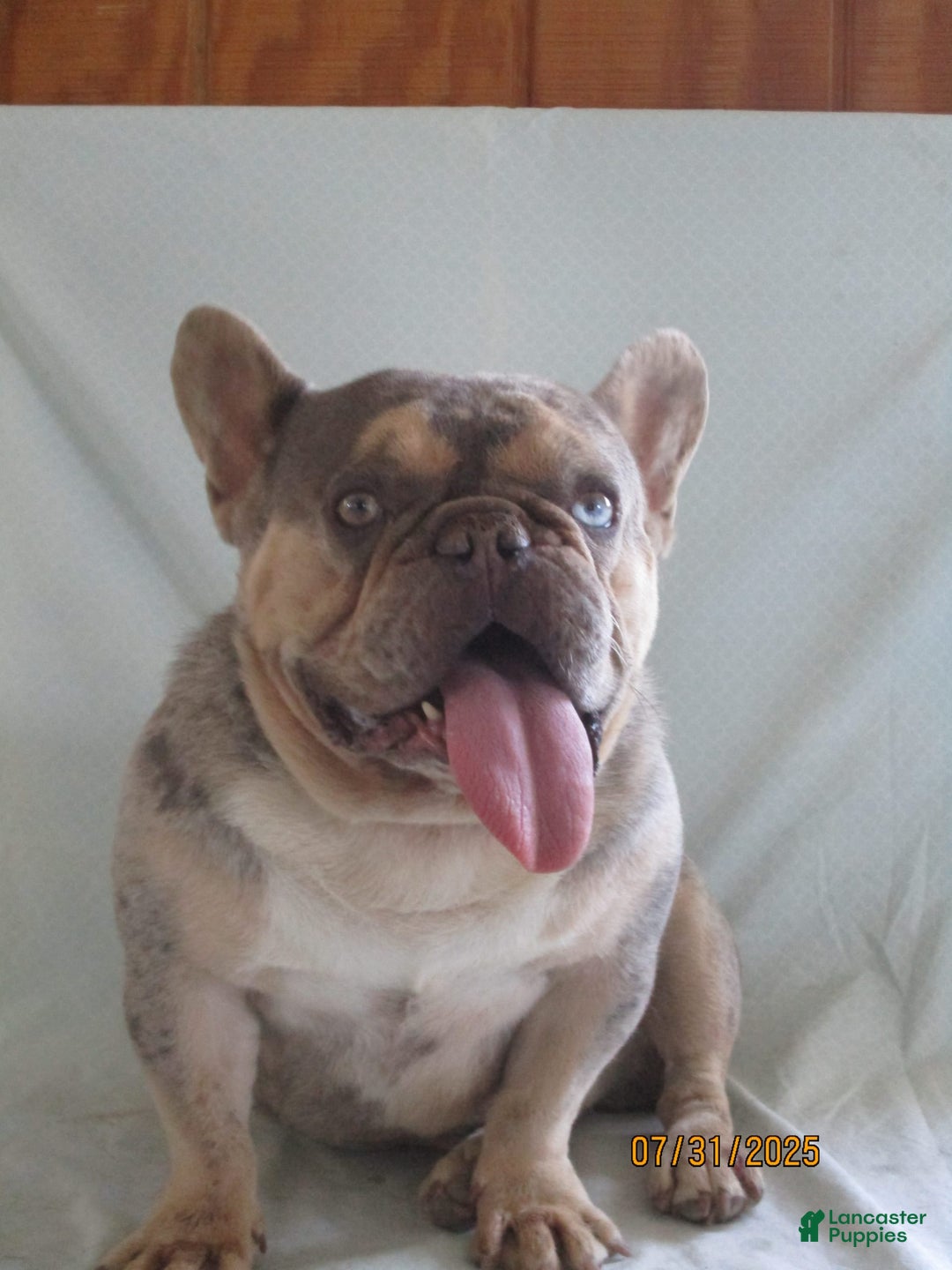 French Bulldog dogs for sale: IK9 Asher - Image 4
