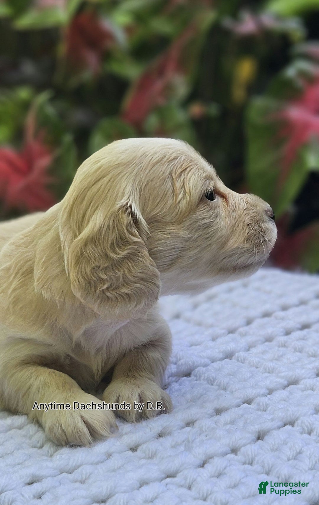 Dachshund dogs for sale: Shortcake - Image 3