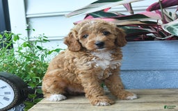 Mini Goldendoodle dogs for sale: Parker - Image 4