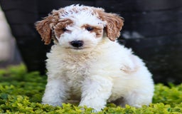 Standard Poodle dogs for sale: Rail - Image 2