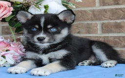 Pomsky dogs for sale: Anakin - Image 5