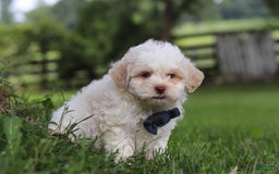 Shihpoo dogs for sale: Wilder - Image 3