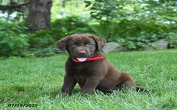 Labrador Retriever dogs for sale: May - Image 1