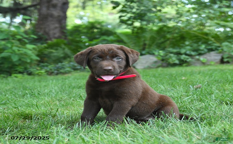 Labrador Retriever dogs for sale - Ad 5