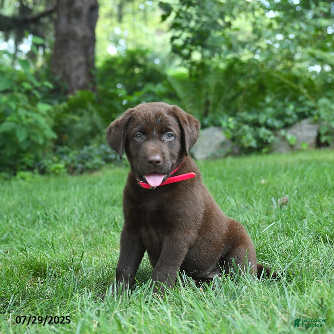 Labrador Retriever dogs for sale: May - Image 1