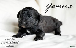 Standard Poodle dogs for sale: Gamora - Image 1