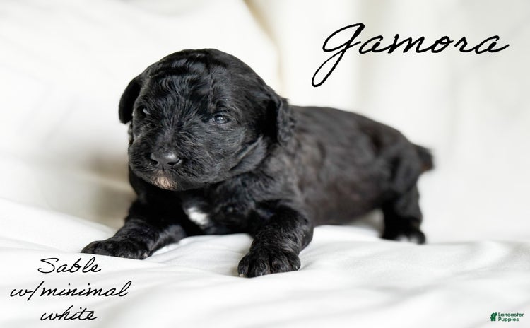 Standard Poodle dogs for sale - Ad 4
