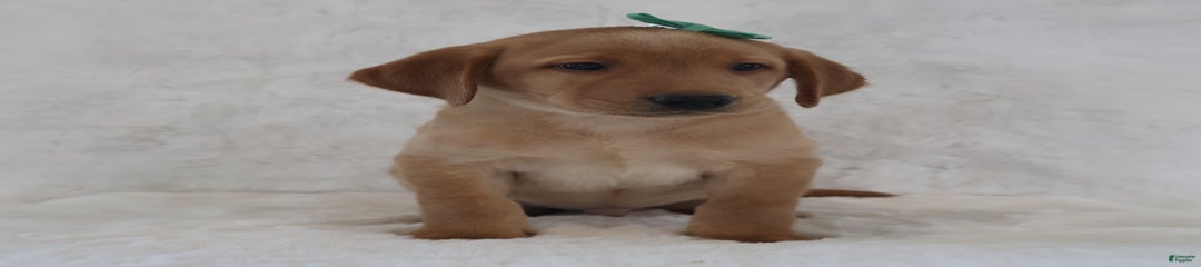 Sparky