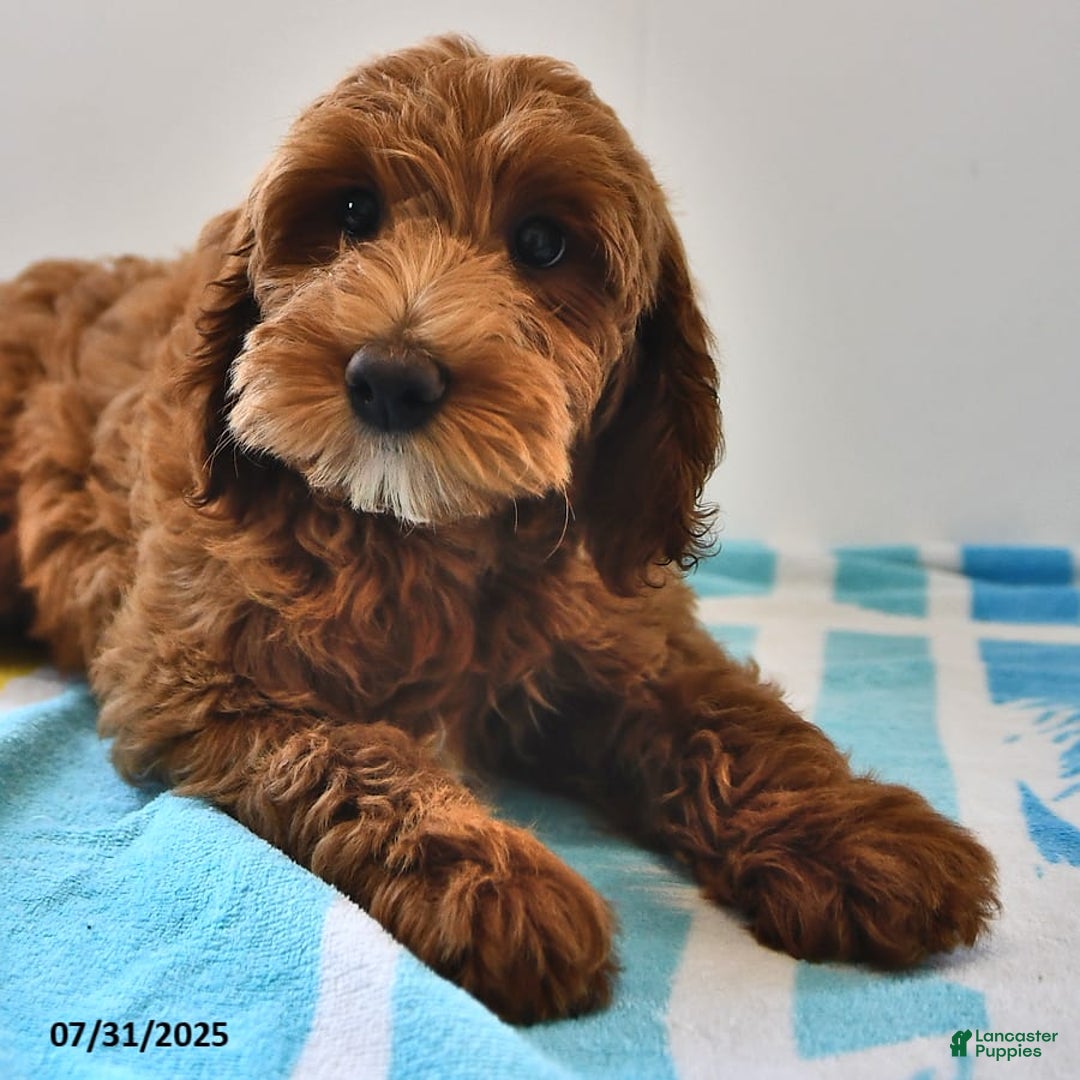 Mini Goldendoodle dogs for sale: Daisy - Image 10