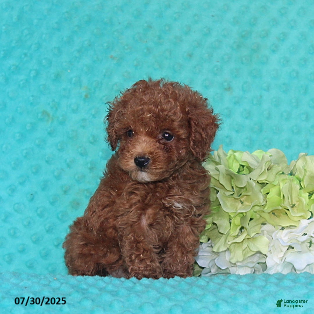 Toy Poodle dogs for sale: Buster - Image 2