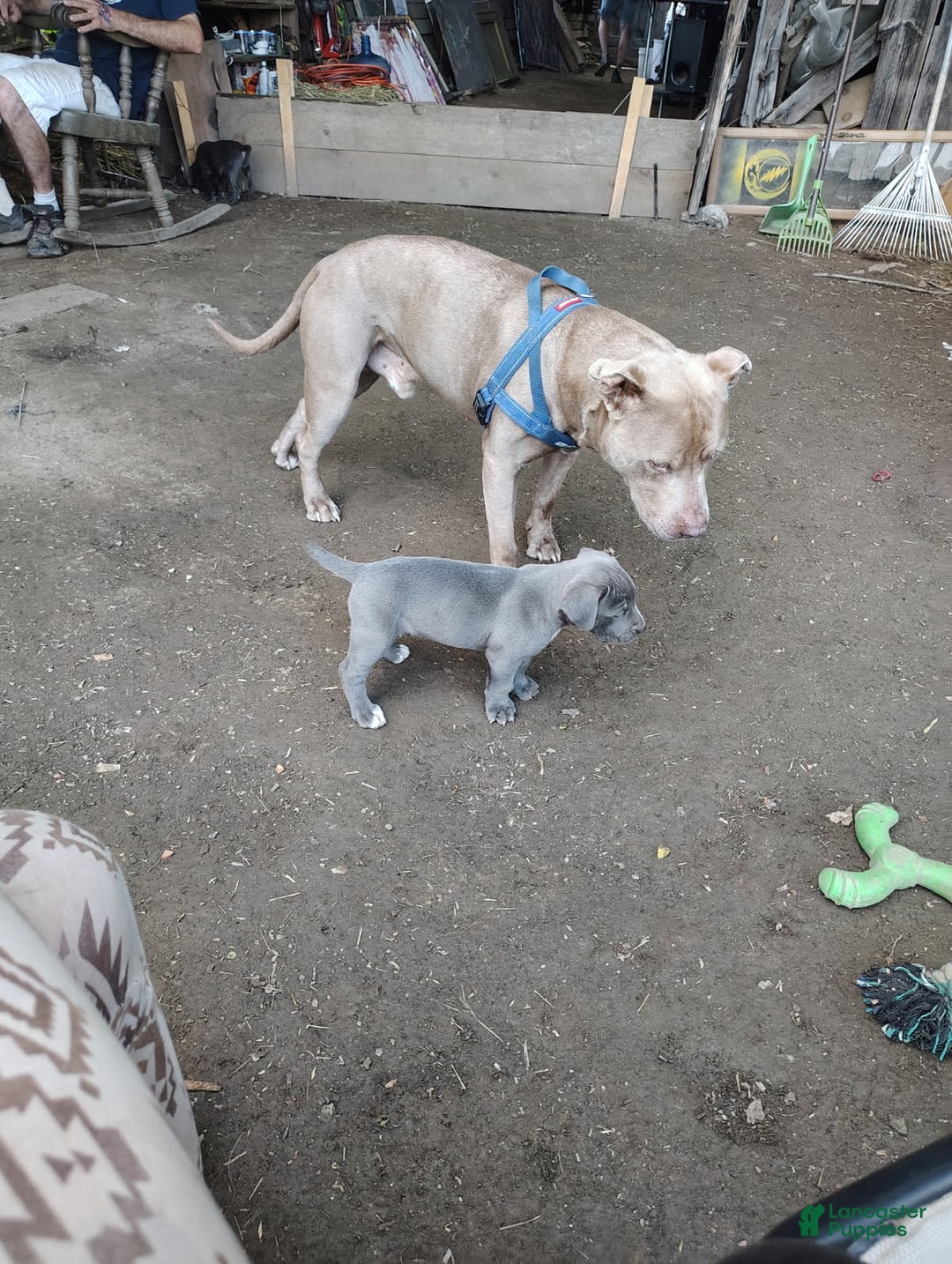 Cane Corso dogs for sale: Delia - Image 13