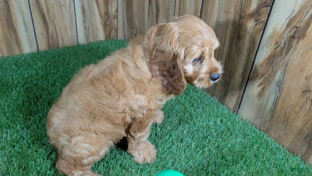Cavapoo dogs for sale: Sprinkles Boy 1 - Image 8