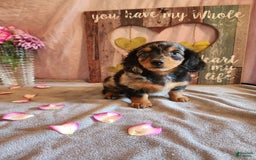 Miniature Dachshund dogs for sale: Hailey - Image 12