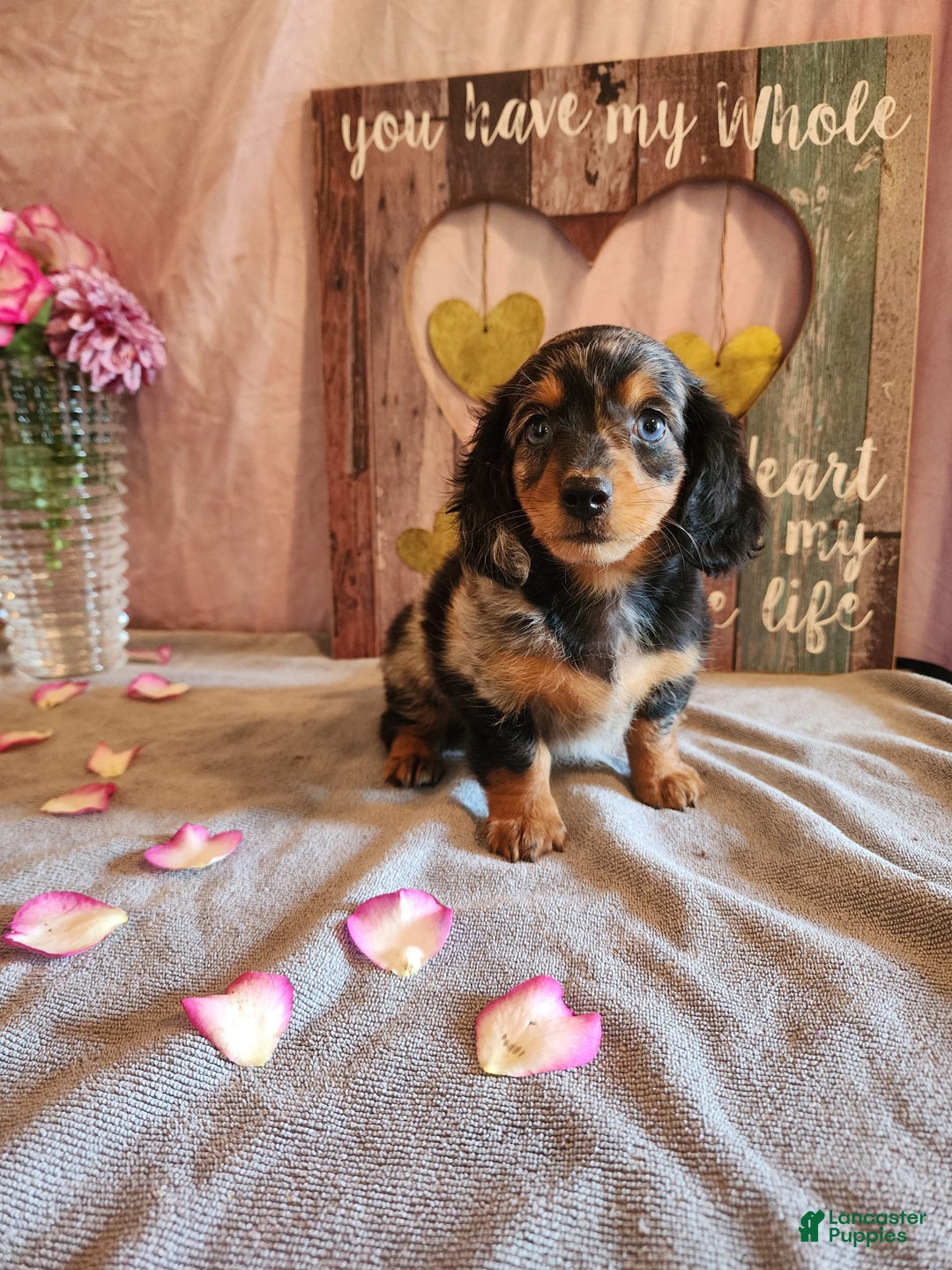 Miniature Dachshund dogs for sale: Hailey - Image 12