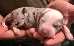 Miniature Australian Shepherd dogs for sale: Landon - Image 1