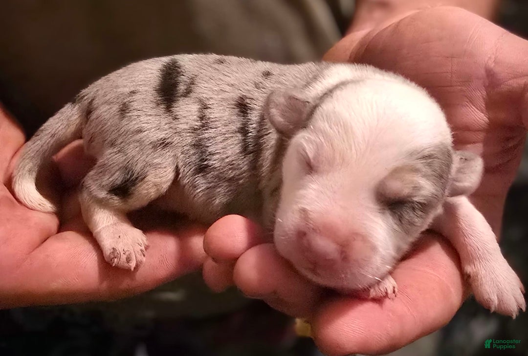 Miniature Australian Shepherd dogs for sale: Landon - Image 1