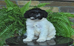 Mini Aussiedoodle dogs for sale: Cassy - Image 1