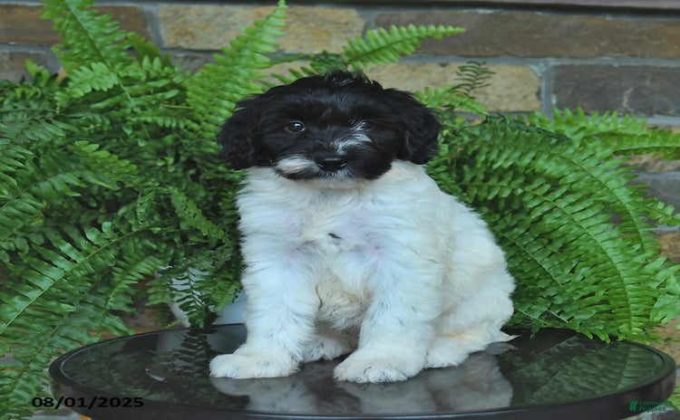 Mini Aussiedoodle dogs for sale - Ad 2