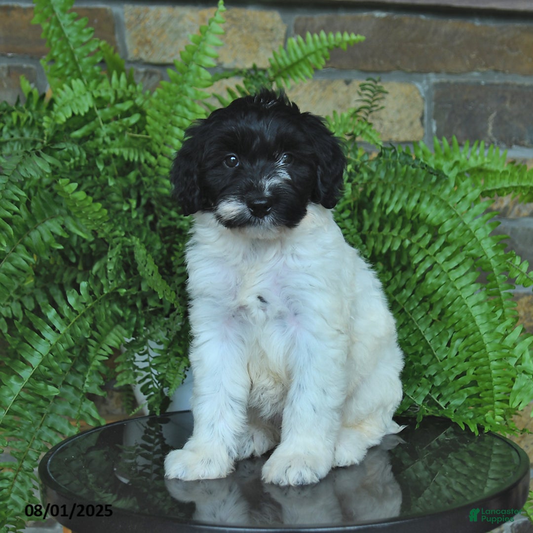 Mini Aussiedoodle dogs for sale: Cassy - Image 1
