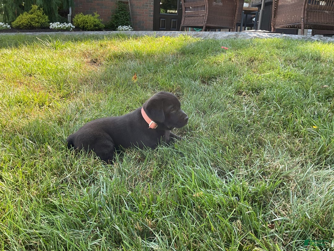 Labrador Retriever dogs for sale: Bella - Image 8