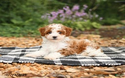 Mini Aussiedoodle dogs for sale: Honeysuckle - Image 2