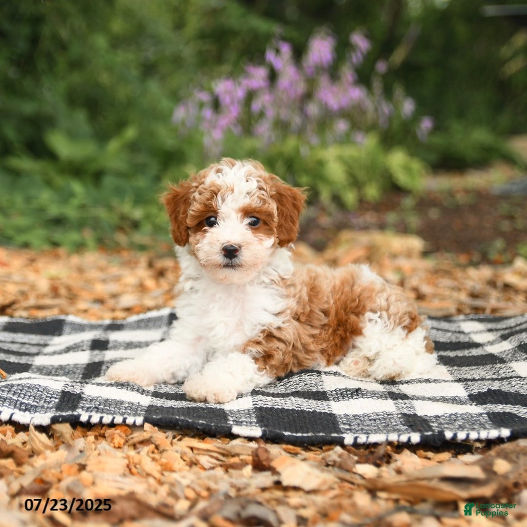 Mini Aussiedoodle dogs for sale: Honeysuckle - Image 2