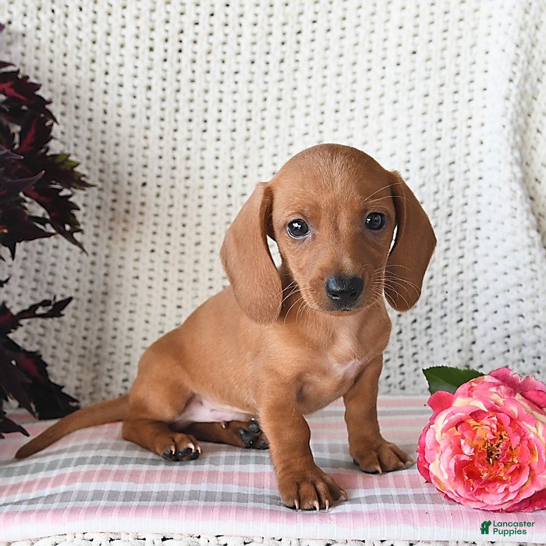 Miniature Dachshund dogs for sale: Riley - Image 2