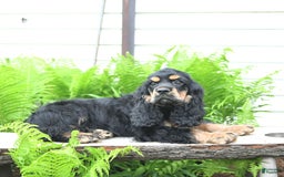 Cocker Spaniel dogs for sale: Banjo - Image 26